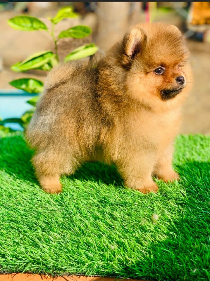 Toy Pom Puppies For Sale In Delhi Dog For Sale Dog Breeds Dog Toy Pom Puppies For Sale In Delhi Dog For Sale Dog Breeds Dog